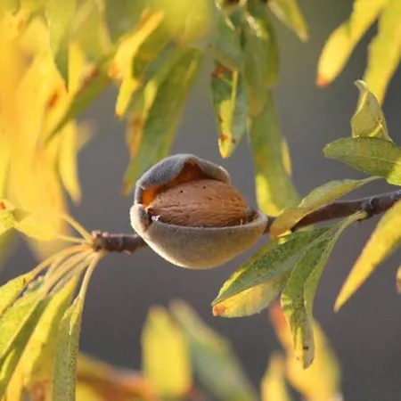 Quinta Do Amendoal O Da Natureza No Algarve *