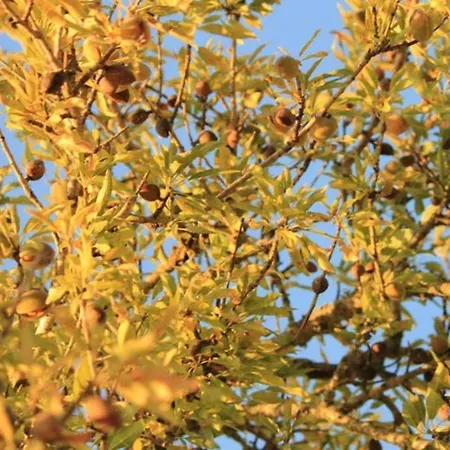 Quinta Do Amendoal O Da Natureza No Algarve Terras Novas