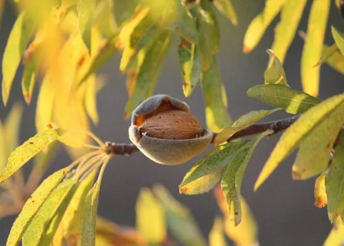 Quinta Do Amendoal O Da Natureza No Algarve *