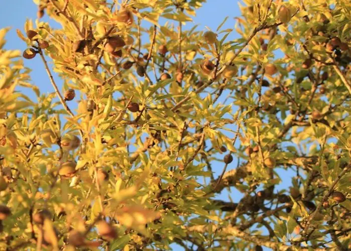 Quinta Do Amendoal O Da Natureza No Algarve Terras Novas